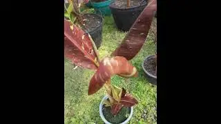 sundaygarden