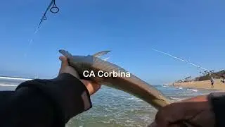 SIGHT FISHING CORBINA