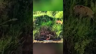 Идеальная засада хищника 😱