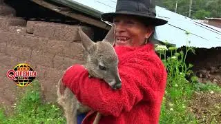 TERNURITA DE VENADO