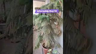 14/365 Day's ✨🩺🤍#minivlog #dailyvlog #intership #music