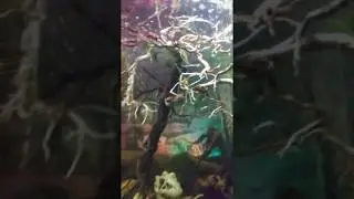 How to make whomping willow tree for your Harry Potter fish tank