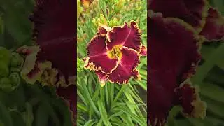 #bloom #flowers #hemerocallis #daylilies #plants #perennial #garden #floriculture #nature #botany
