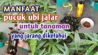 Manfaat Pucuk Ubi Jalar Untuk Tanaman Yang Jarang Diketahui
