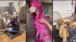 Dog grooming tiktok compilation 🐶🐶