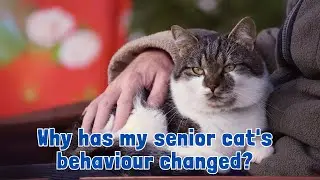 Why has my senior cat's behaviour changed? Decoding Senior Cat Behavior
