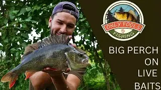 BIG PERCH ON LIVE BAITS: In the 3lber Club