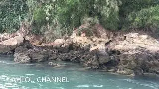 Marja zarka moulay bousselham Morocco , المرجة الزرقاء مولاي بوسلهام