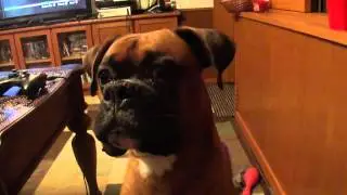 Boxer dog talking