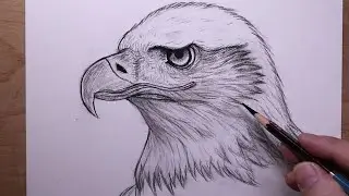 How To Draw A BALD EAGLE  | beginners Sketch drawing Tutorial