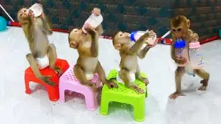 Donnal Molly & Zuji Queuing-Up On Chair Drink Milk Very Delicious, Zuji Carrying Two Bottle Milk