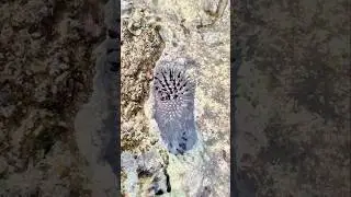 Look Closely&hellip; A Sea Urchin Is Hiding