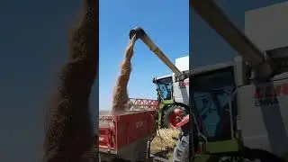Claas Bi&ccedil;erd&ouml;ver ile Buğday Hasadı #shorts  #bi&ccedil;erd&ouml;ver #agriculture