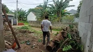 I tried to clean up the leaf litter after cutting down the guava tree.