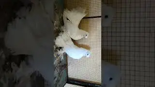 indian fantail breeding pair 3800