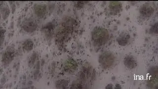 Botswana : graphisme zone aride