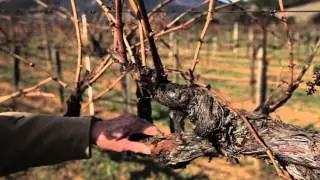 How and why are grapevines pruned?  Spur pruning Chardonnay.