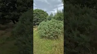 Budby South Forest Heath #youtubechamps #heath #budby #budbyforest #bubdbysouthforest