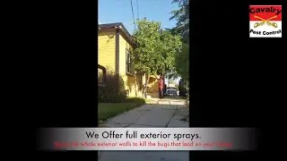 Full Exterior Treatment for insects with pesticide Talstar P