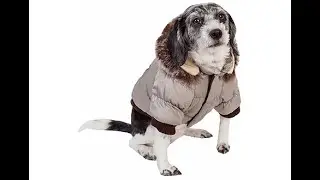 Insulated Dog Coat Parka with Removable Hood