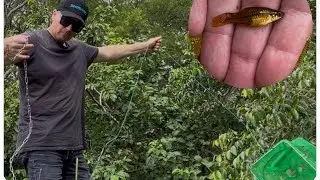 CATCHING MY OWN AQUARIUM FISH !! Beautiful Orange Swordtails #fishtrapping #guppyfish #pondfish #pet