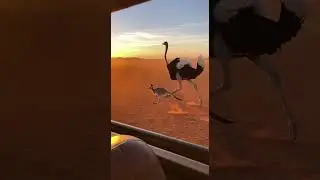 Watch Out For This Unexpected Attack Now #ataque #animals #peligro