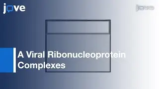 Purification & Visualization Of Influenza A Viral Ribonucleoprotein Complexes l Protocol Preview