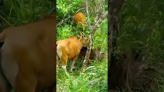 Endangered wild cattle graze in Cambodia's Phnom Samkos Wildlife Sanctuary