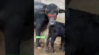 #shorts 5 Buffalo For Sale Chhabra Dairy Farm #shortvideo