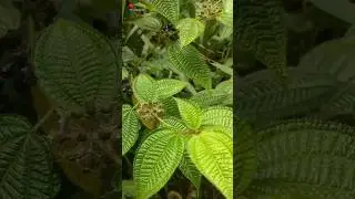 Sering dianggap tanaman liar,siapa sangka jika tanaman ini memiliki banyak manfaat #shortvideo
