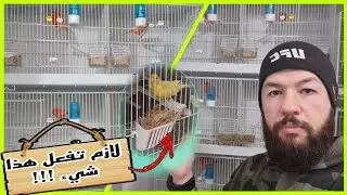 هل الذكر يخصب البيض🌹هل الأنثى تبني العش في مرحلة غيار الريش الجزئي أثناء موسم التزاوج{انتبه وحذر}