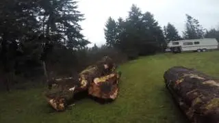 BIG ARBUTUS LOG