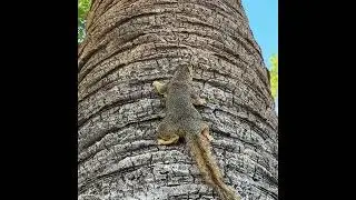 Chester the tree squirrel doing his rounds￼ Part 2
