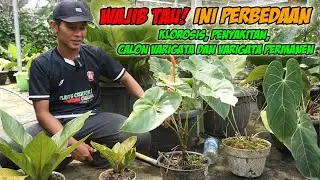 Apakah Ini Varigata Ataukah Penyakitan Begini Perbedaan Dan  penjelasannya