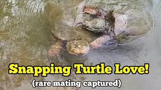 Giant Snapping Turtles on a date! (rare mating captured)