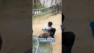 Why Moo Deng Always Attacks Zookeepers