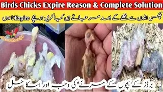 Why Lovebirds Chicks Die |Birds Chicks Expiry Reason&Solution |Lovebirds Ke Chicks Kyun Marjate Hain