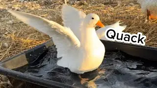 Day in the Life of my Pet Ducks 