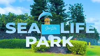 Swim with dolphins in paradise - Sea Life Park Hawaii, Oahu island🌺🐬