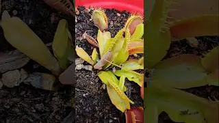 WTF Another One #health #nature #insects #bug #plants #plant #garden #gardening #cool #interesting
