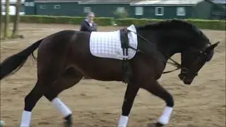 Cyrkon Royale, Holst. stallion born 2015 from Carrico- Cyrkon xx- Contender-Lavall