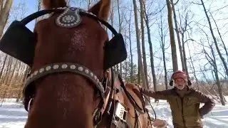 What does it mean to STICK A HORSE?? // Earl&rsquo;s First Time Skidding a Log by Himself #886