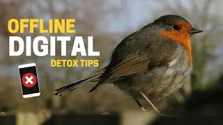 Digital Detox: 8 Tips for Offline Productivity