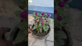 Globe amaranth plant #Gomphrena #garden #gardening #landscaping #youtube #shorts