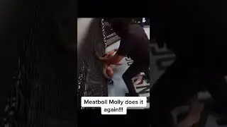Molly McCann KOs Hannah Goldy #ufc #mma #ufclondon #mollymccann