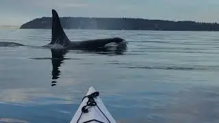 Kayaking with Orcas around Possession Sound