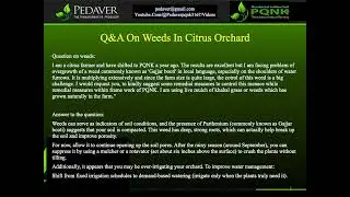 Q&A on weeds in citrus orchard on PQNK