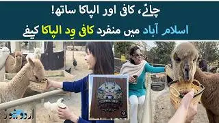 Coffee With Alpacas | A Unique Animal Cafe Experience in Islamabad