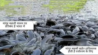 मांगुर मछली को सरकार द्वारा बैन किया गया है, इंसानों के लिए जहर है मांगुर मछली | 🦈