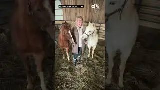 Farm animals staying warm in the snow